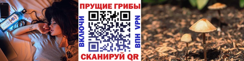 Галлюциногенные грибы Psilocybe  Купить где  Великий Новгород 